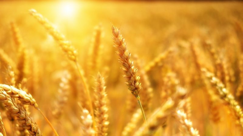 ideas de negocio agricultura alimentación